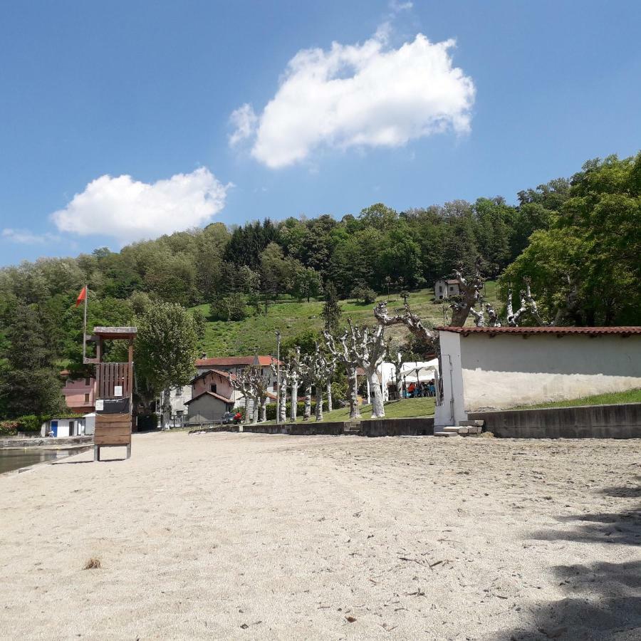 Seme Di Faggio