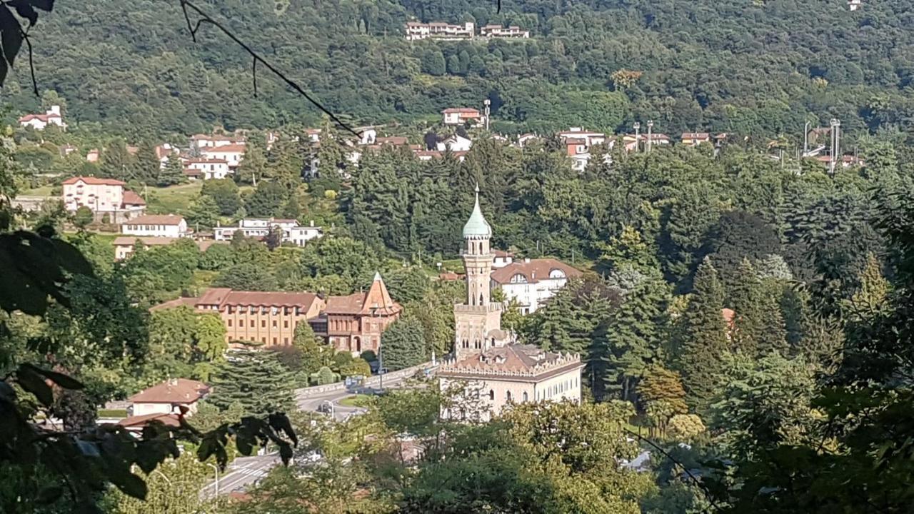 Seme Di Faggio